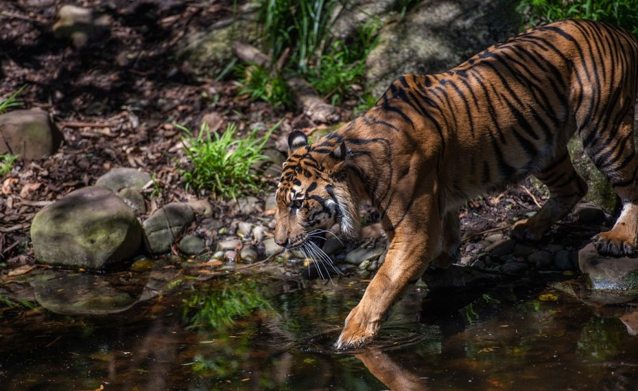 Heboh Isu Harimau Menerkam Pendaki di Gunung Papandayan, Pengelola Pastikan Hoaks dan Ungkap Fakta Mengejutkan
