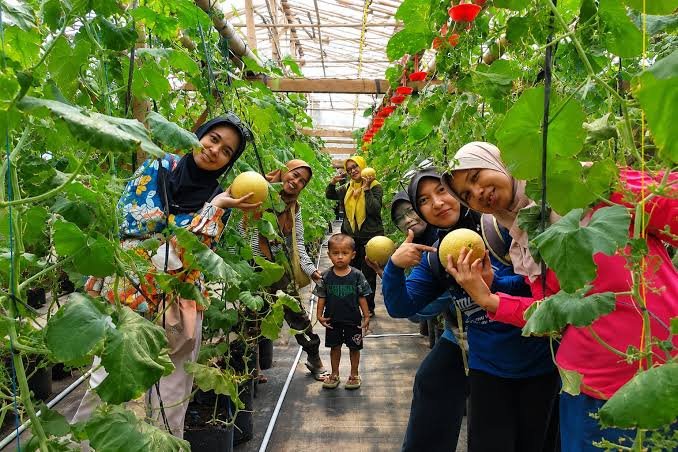 Melon Super Manis di Subang, Wisata Petik Melon Ini Jadi Buruan saat Akhir Pekan