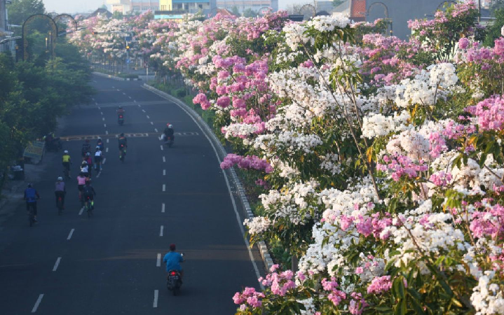 Cianjur Suddenly Feels Like Japan, Tabebuya Blooms Decorate the Streets to the Square