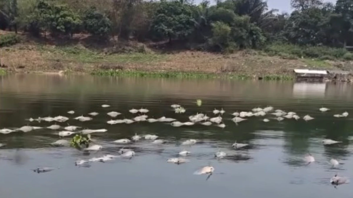 Thousands of Tilapia Fish Suddenly Float in Cirata Reservoir